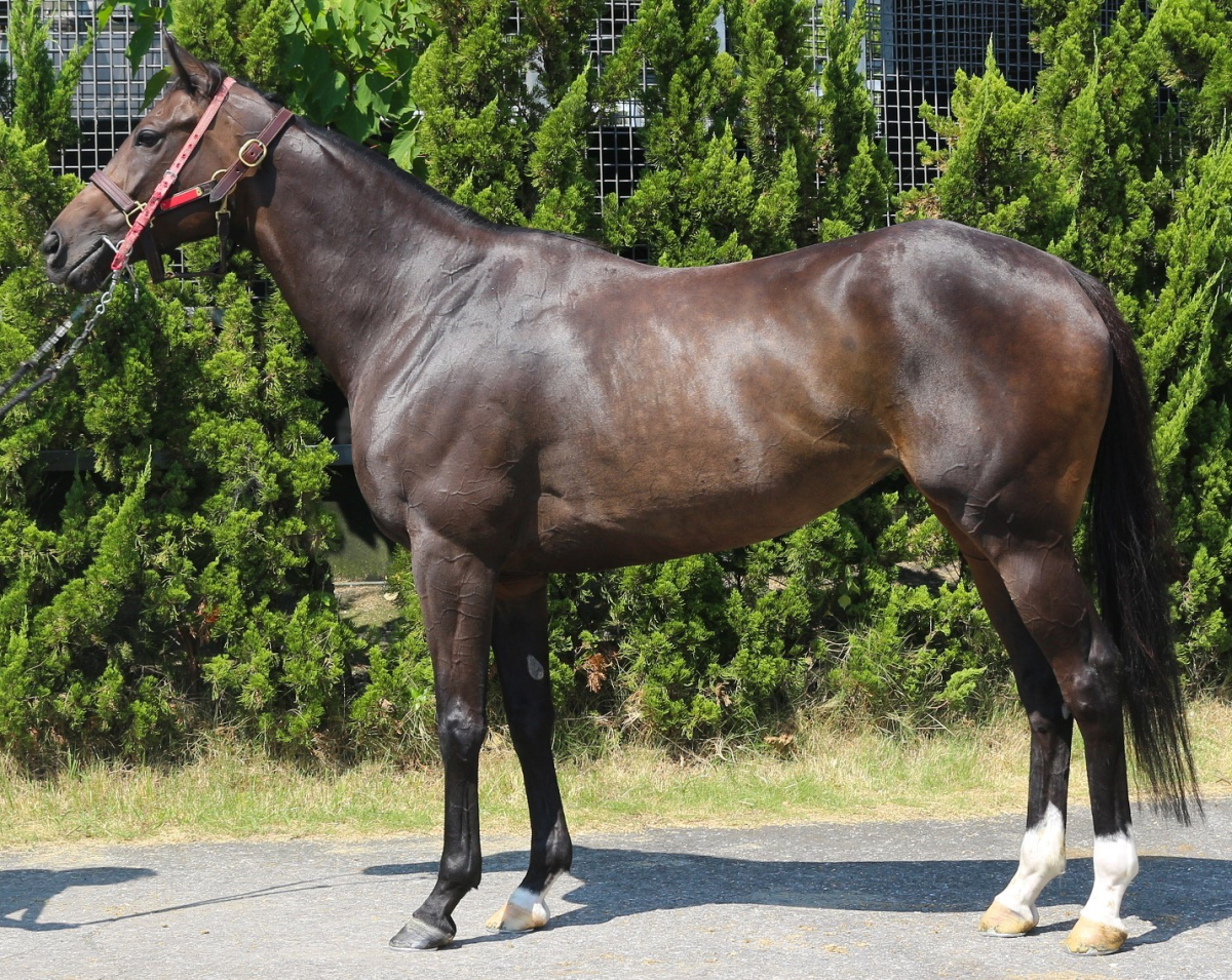 牝馬 ファムスパーブ 牝5歳 ※中央競馬 登録抹消 | サラブレッド