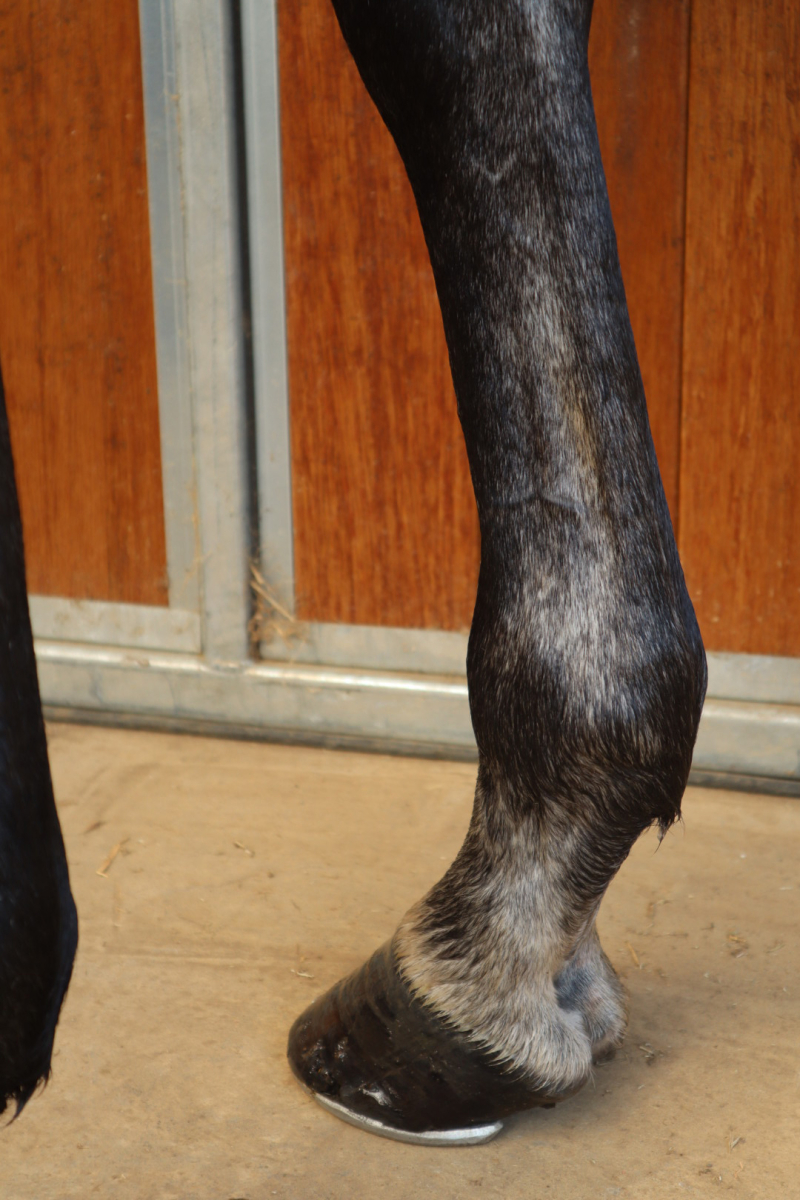 オールフラッグ 牡5歳 ※中央競馬 登録抹消 | サラブレッド