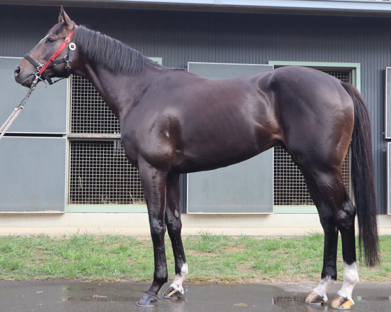 タイシロンブレード　　牡５歳　　※地方競馬　在籍_main1