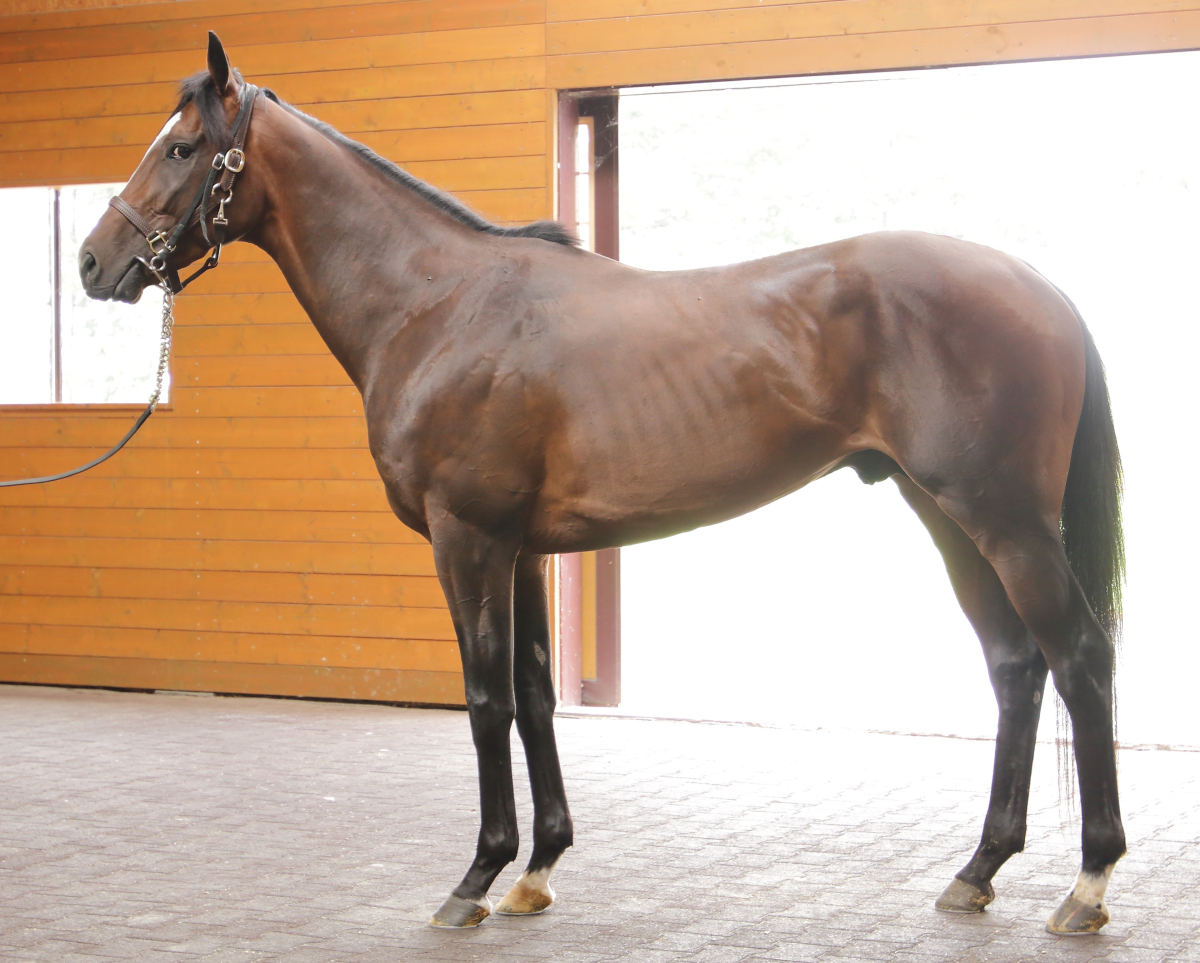 ナムラミック 牡３歳 ※中央競馬 登録抹消 | サラブレッドオークション