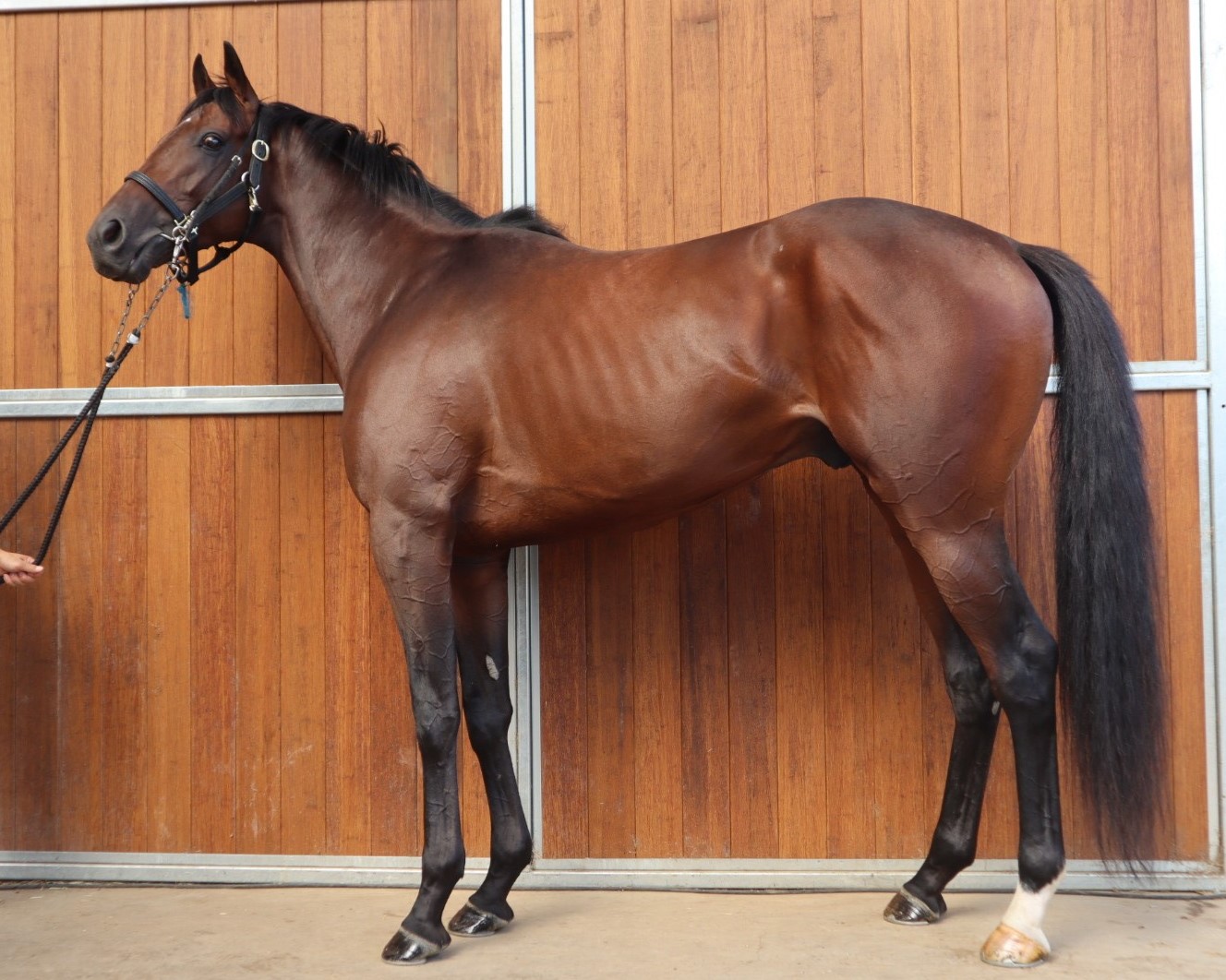 スカイブライトネス 牡３歳 ※中央競馬 登録抹消 | サラブレッドオークション