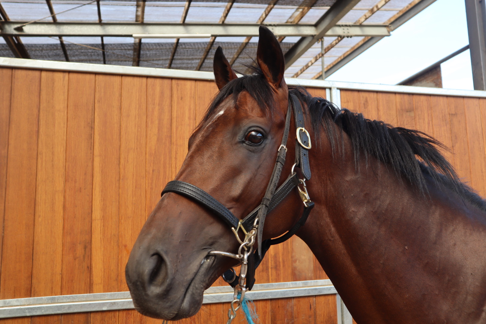 スカイブライトネス 牡3歳 ※中央競馬 登録抹消 | サラブレッド スカイブライトネス 牡3歳 ※中央競馬 登録抹消 | サラブレッド