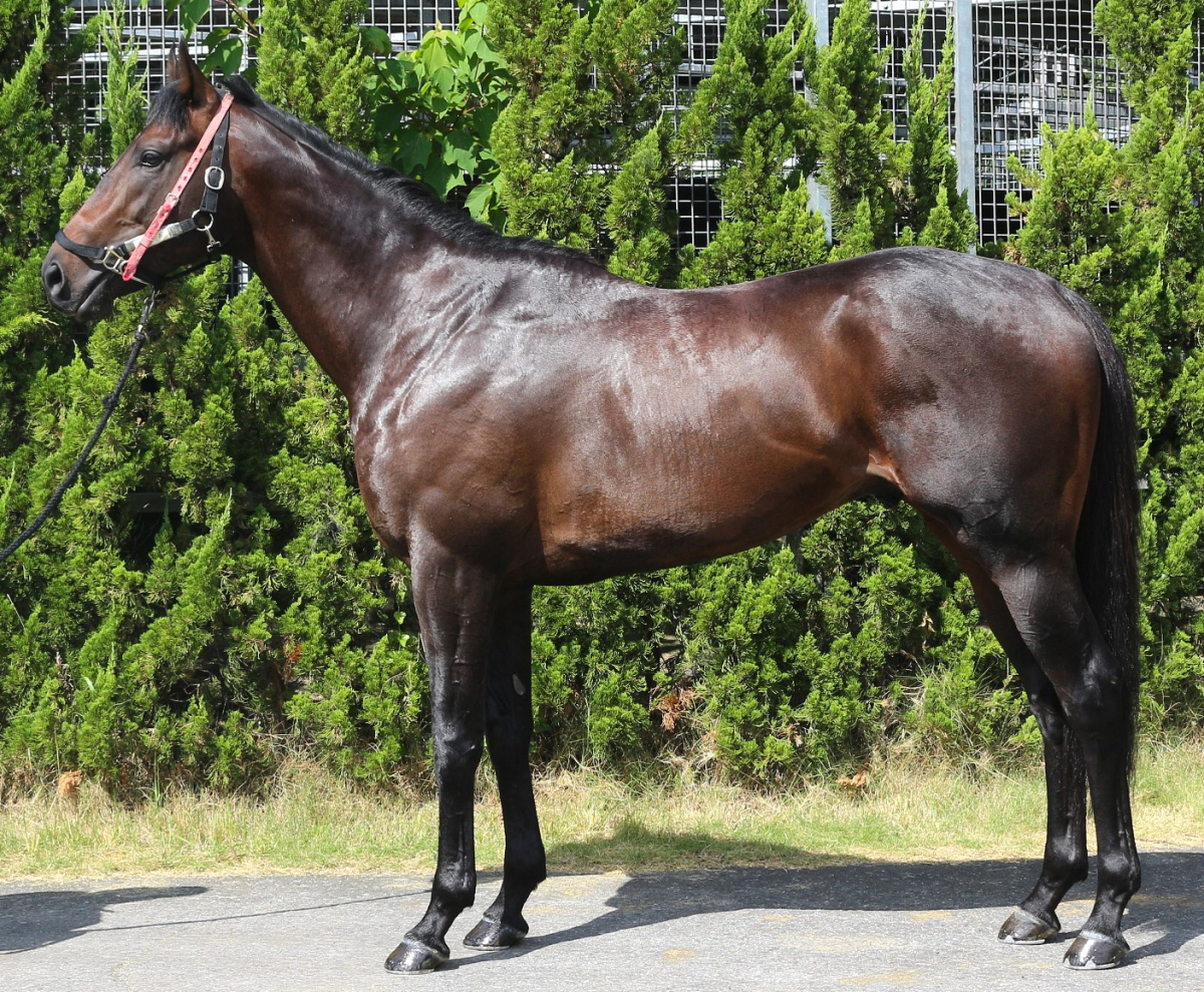 アーバンエア 牡３歳 ※中央競馬 登録抹消 | サラブレッドオークション