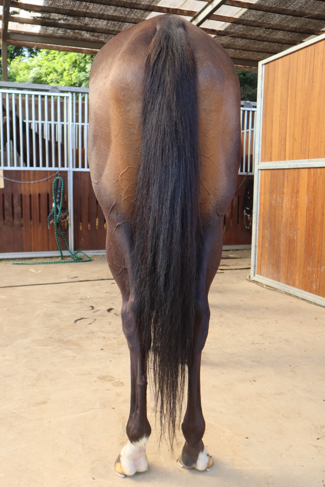 プリティキッス 牝3歳 ※中央競馬 登録抹消 | サラブレッド