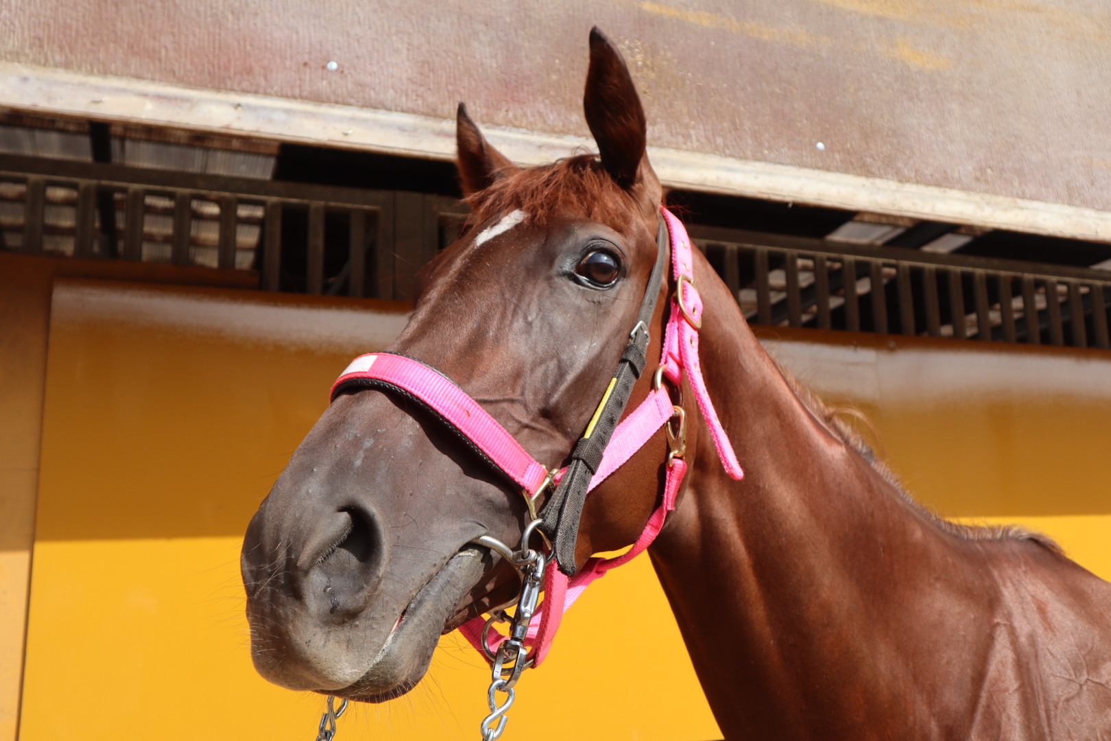 アンナネーヴェ 牝3歳 ※中央競馬 登録抹消 | サラブレッド