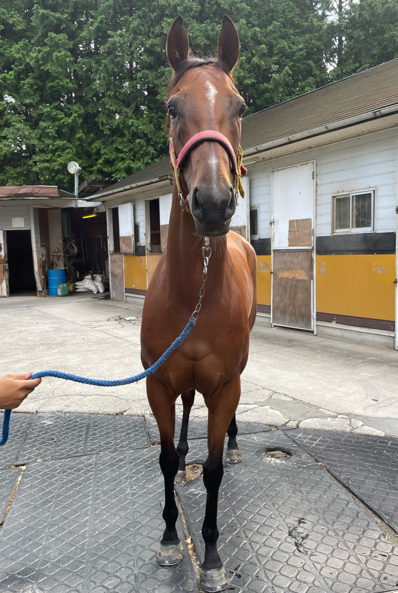 クリノエンジェル 牝4歳 ※中央競馬 登録抹消 | サラブレッド クリノエンジェル 牝4歳 ※中央競馬 登録抹消 | サラブレッド