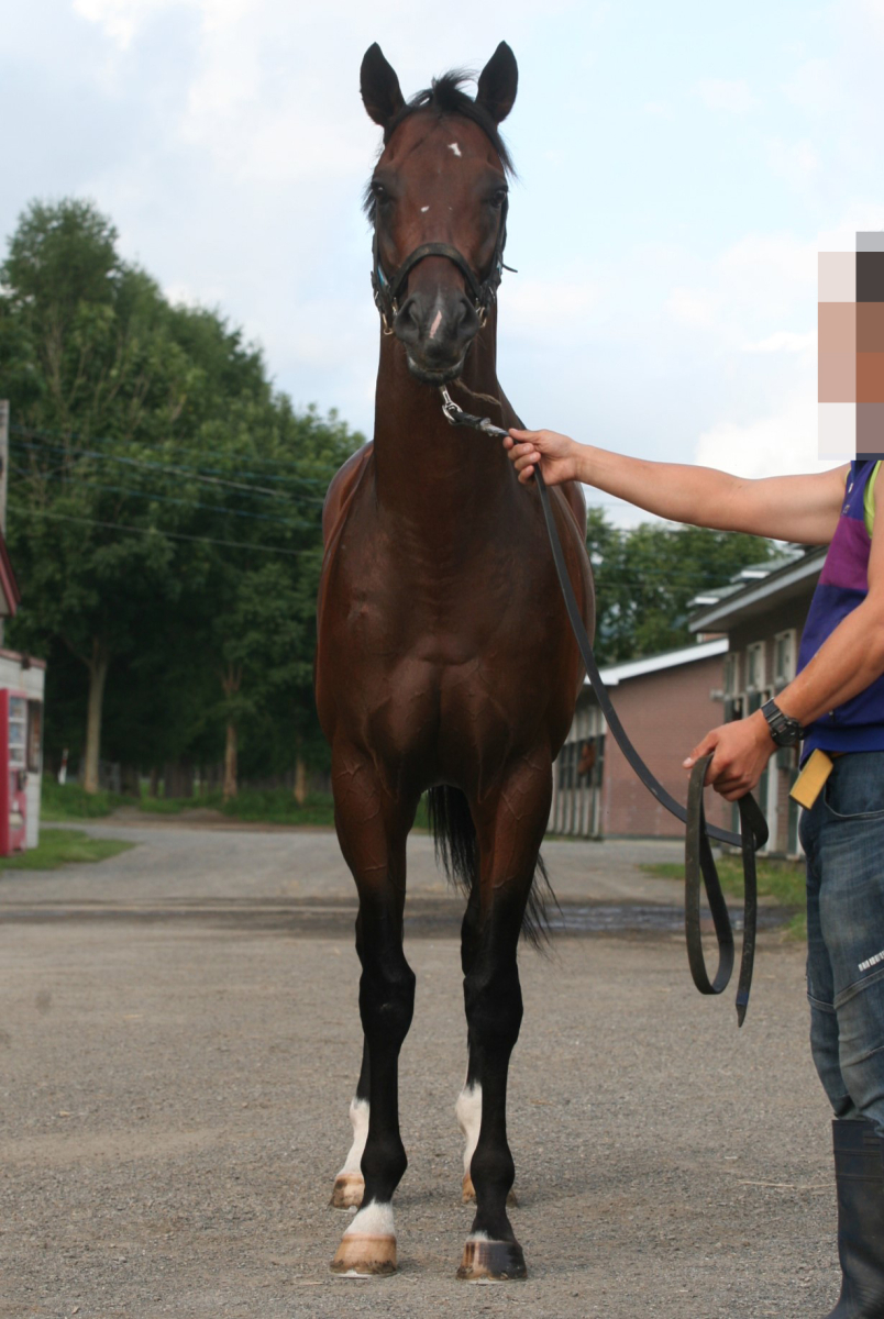 トニトゥルス 牡4歳 ※中央競馬 登録抹消 | サラブレッド