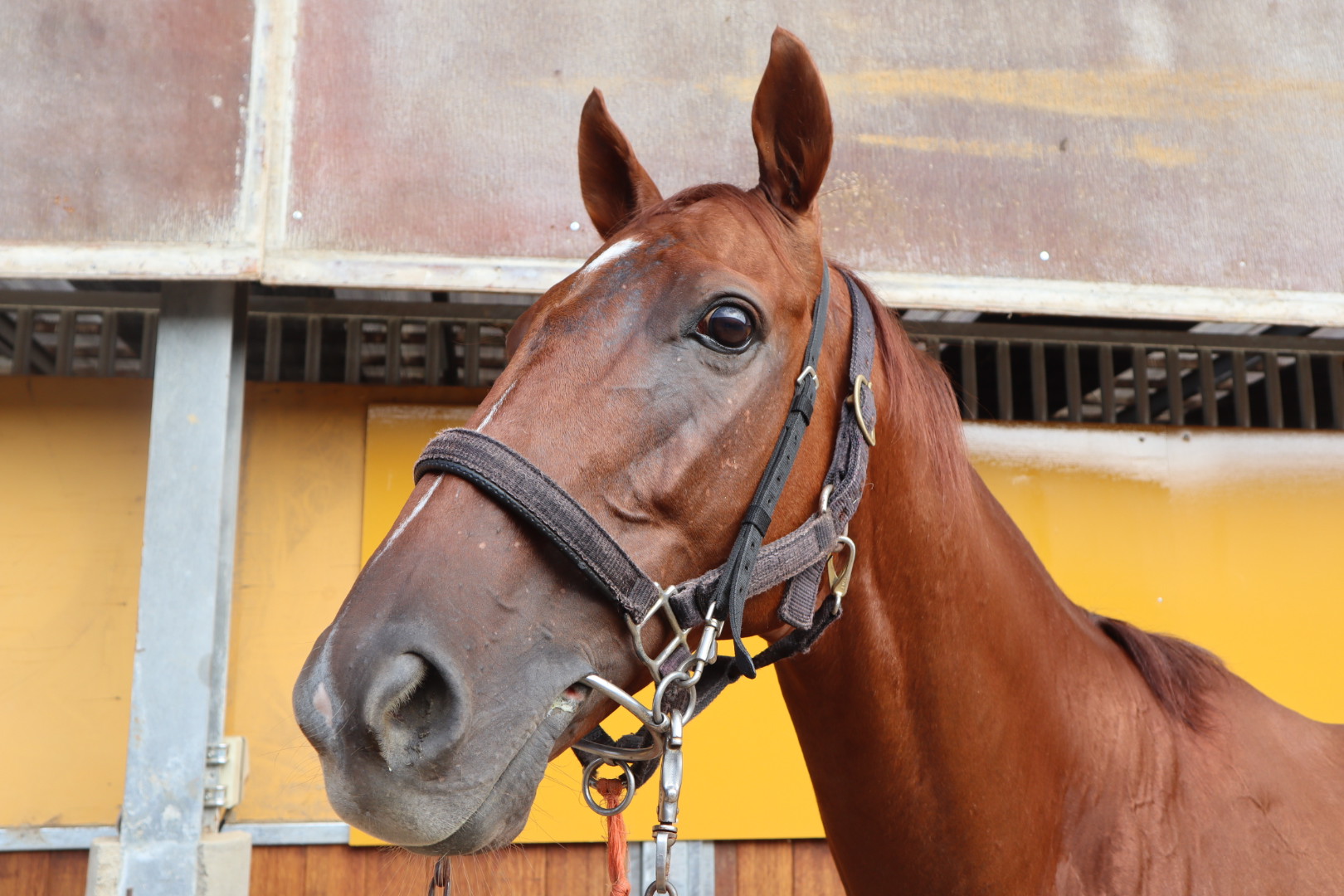 アンブロジオ セン9歳 ※中央競馬 登録抹消 | サラブレッド
