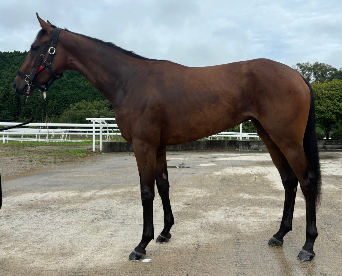 リップブリス　　牝２歳　　※中央競馬　登録抹消_main1