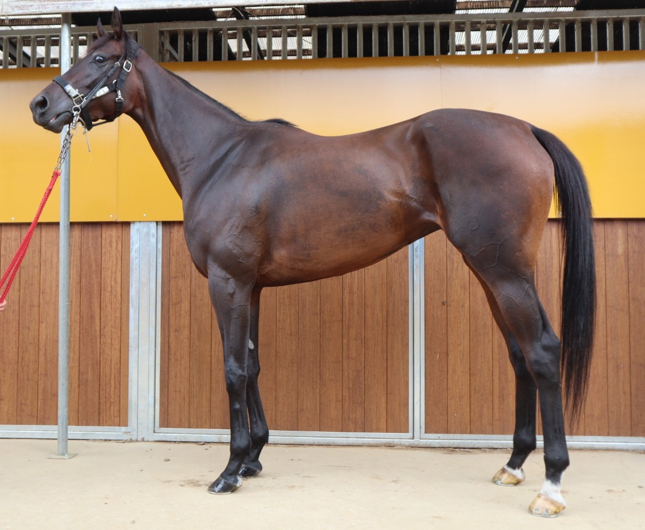 サントリーニブルー 牝3歳 ※中央競馬 登録抹消 | サラブレッド