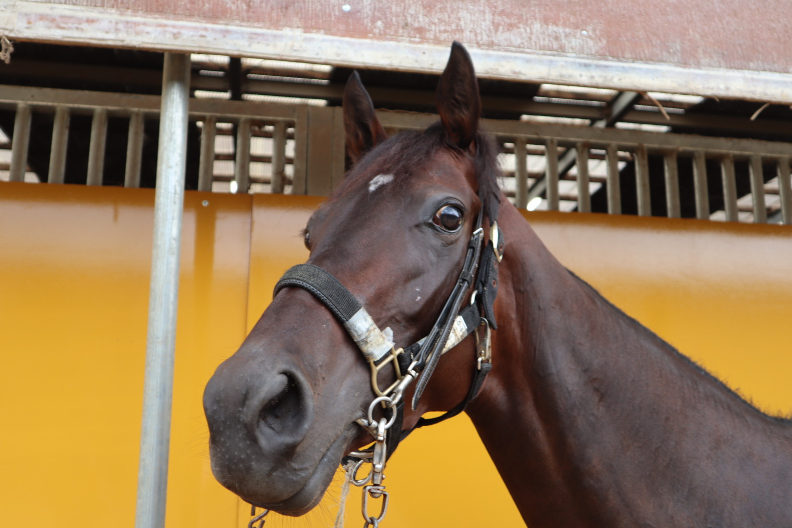 サントリーニブルー 牝3歳 ※中央競馬 登録抹消 | サラブレッド