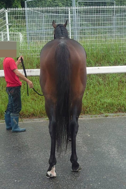 マイネルアットーレ 牡3歳 ※中央競馬 登録抹消 | サラブレッド