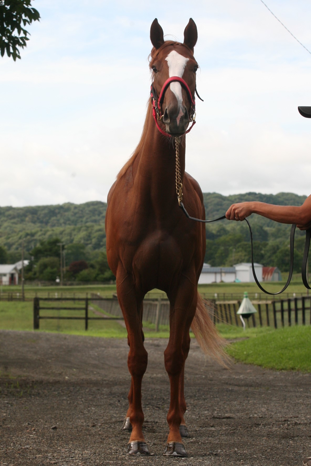 ミラルージュ 牝3歳 ※中央競馬 登録抹消 | サラブレッド