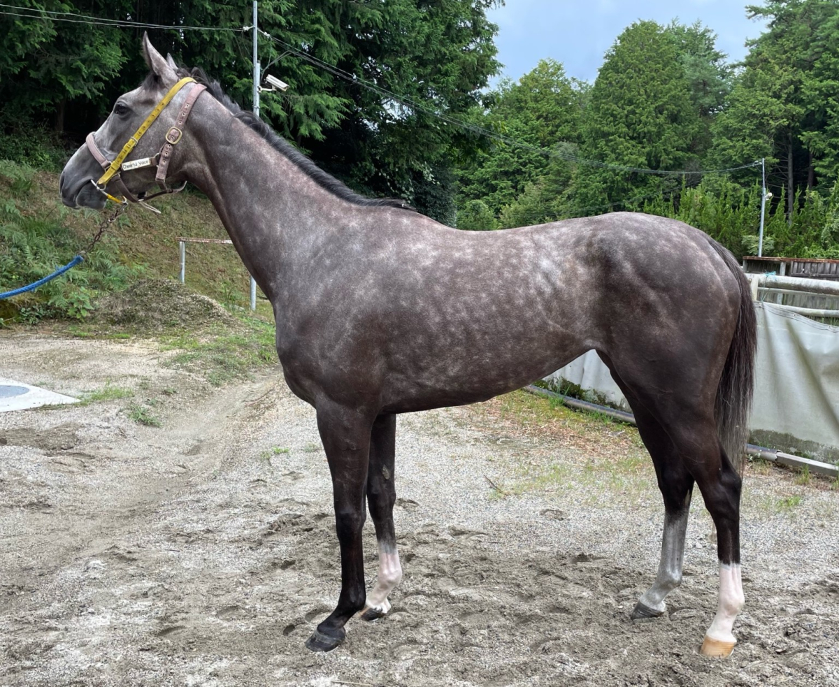 ツェルニー 牝3歳 ※中央競馬 登録抹消 | サラブレッドオークション