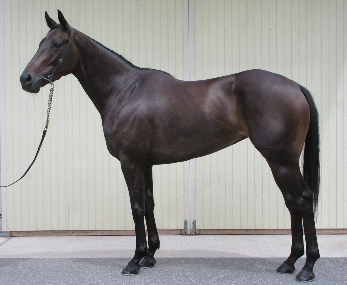 競馬　書籍セット チカチャン 牝3歳 ※中央競馬 登録抹消 | サラブレッドオークション