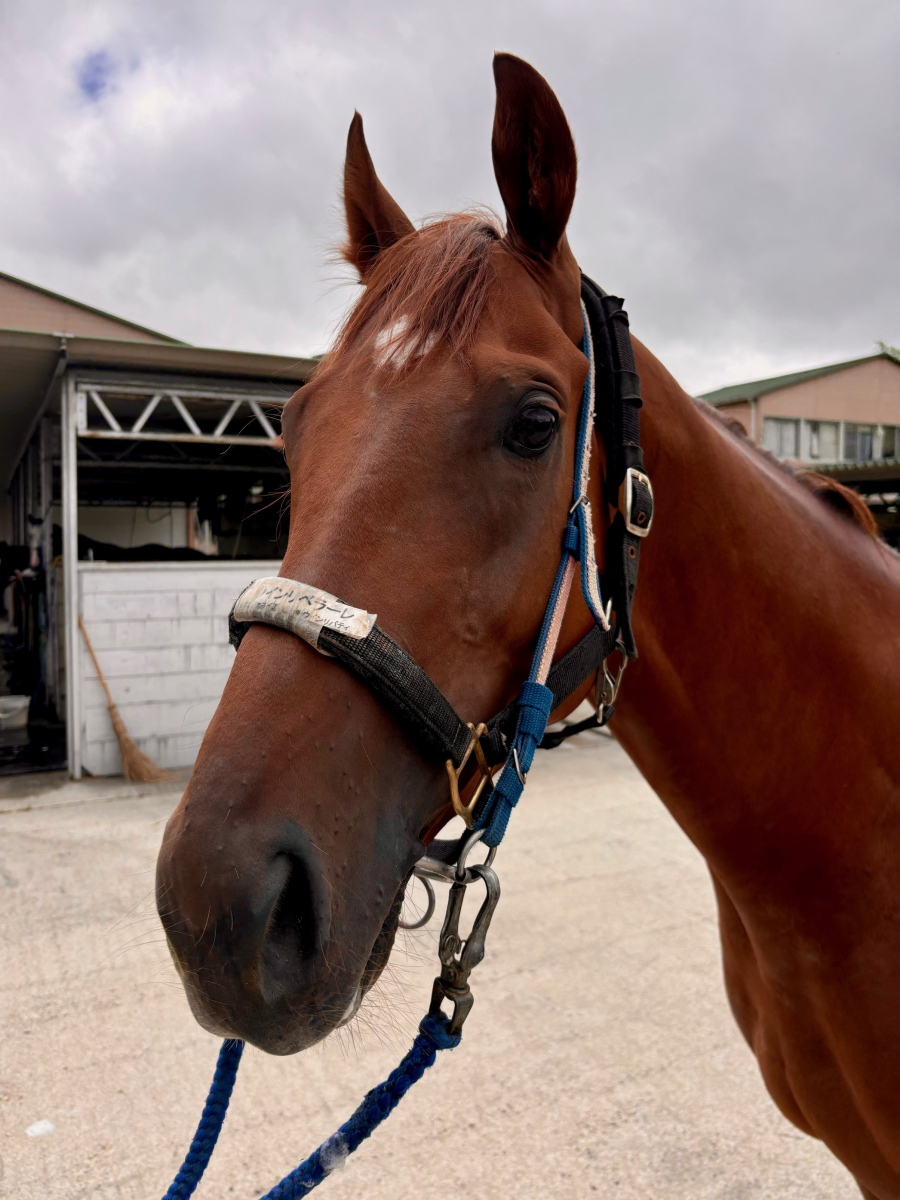 8750円 競馬 JRA レープロ961116東京 アル共エルウェーウィン
