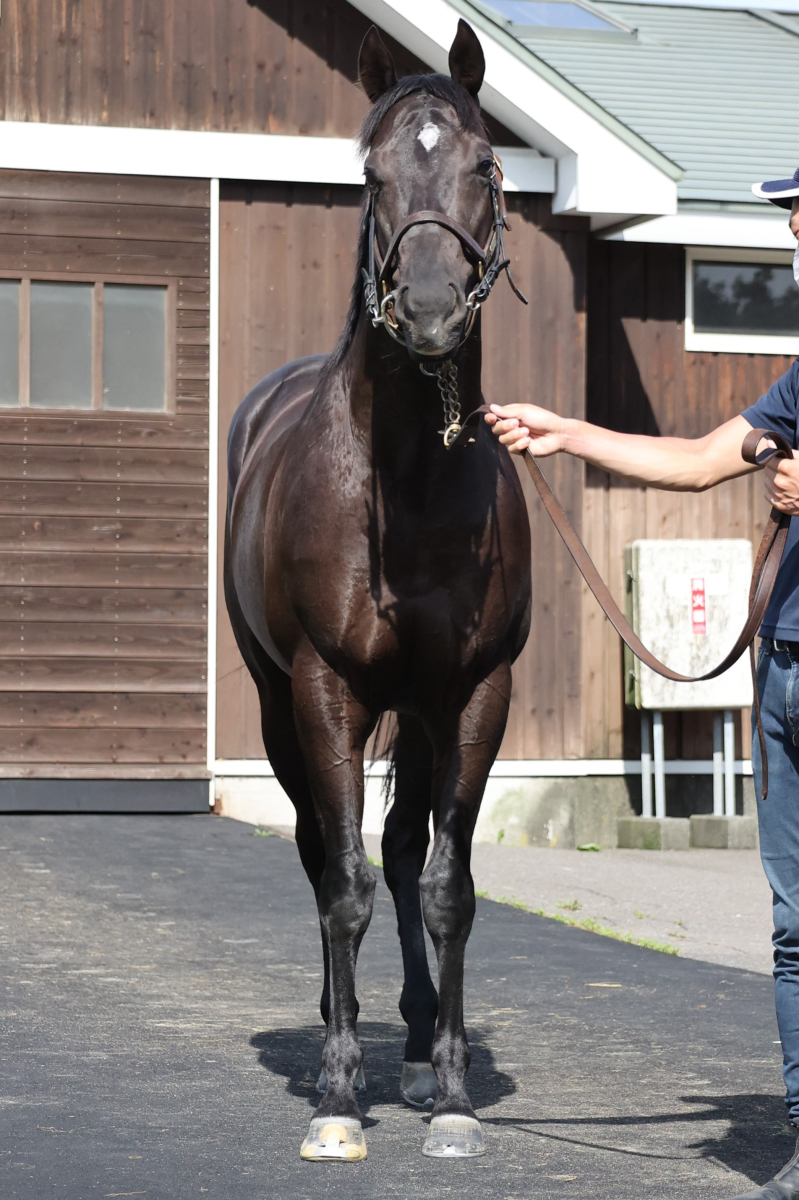 ヴァンセゾニエ 牡3歳 ※中央競馬 登録抹消 | サラブレッド ヴァンセゾニエ 牡3歳 ※中央競馬 登録抹消 | サラブレッド