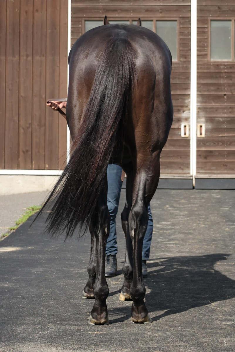 ヴァンセゾニエ 牡3歳 ※中央競馬 登録抹消 | サラブレッド ヴァンセゾニエ 牡3歳 ※中央競馬 登録抹消 | サラブレッド