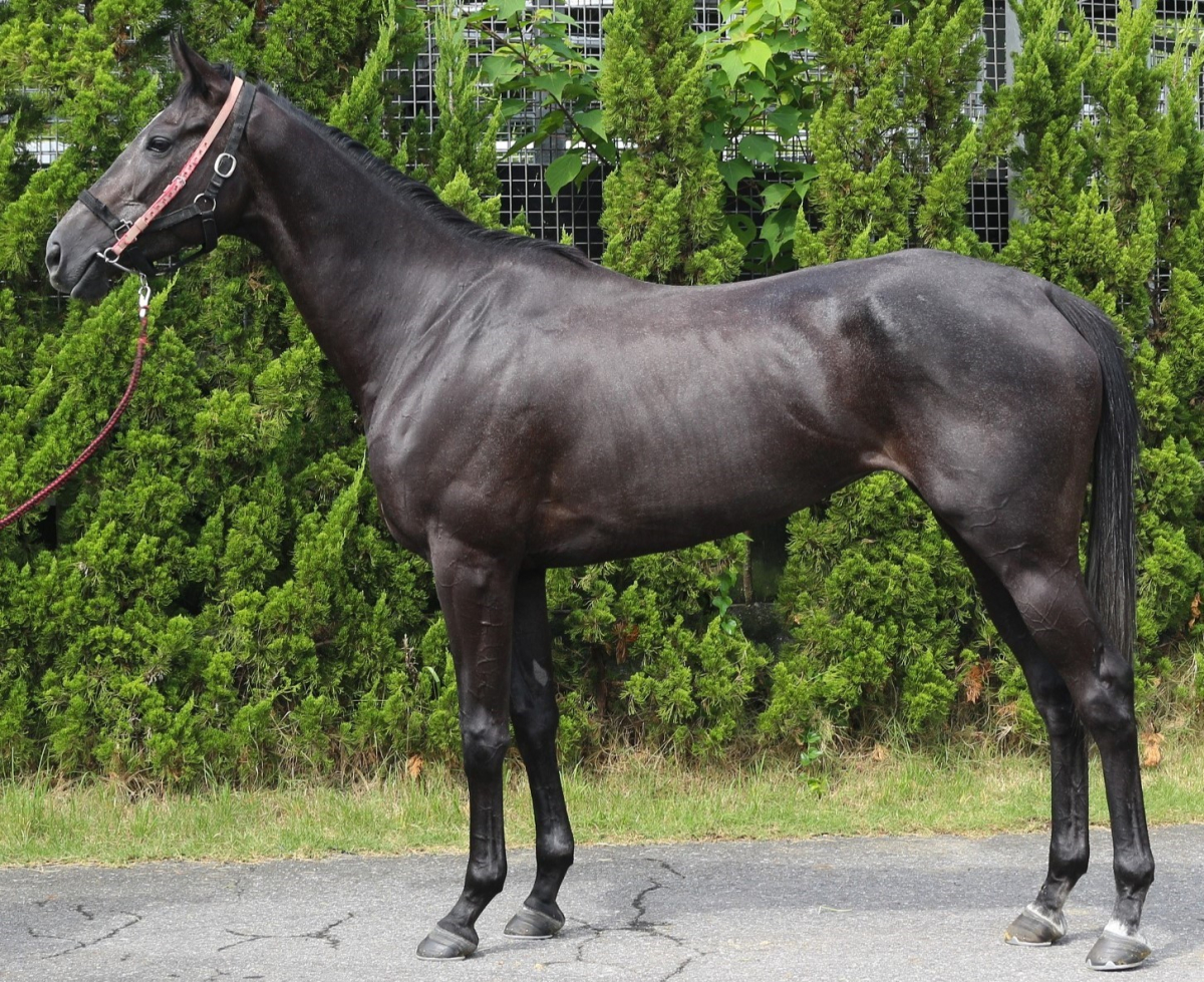 〔希少・未使用品〕JRA サプライズ当選品など  非売品グッズ  9種セット 希少・未使用品〕JRA サプライズ当選品など 非売品グッズ 9種
