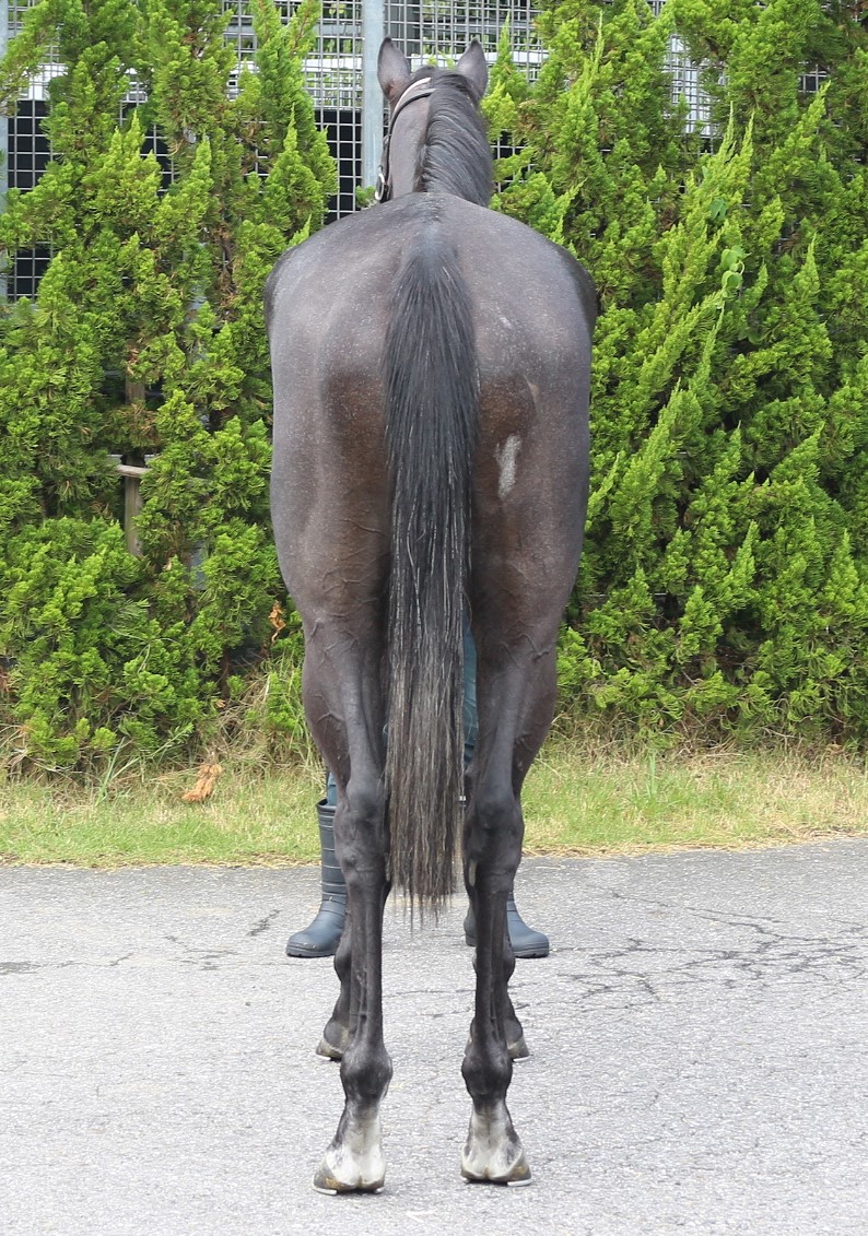 〔希少・未使用品〕JRA サプライズ当選品など  非売品グッズ  9種セット 馬ゼッケンチャーム ミニサイズ 【オーダー品】功労馬繋養支援