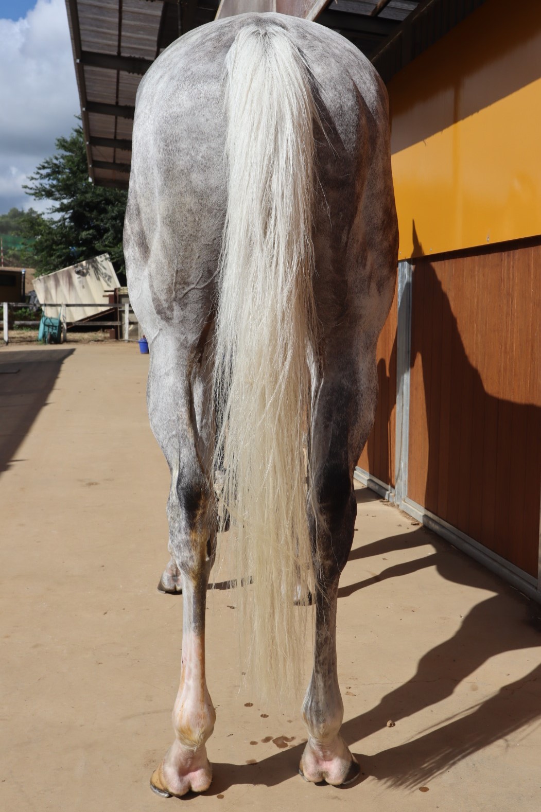マイネルヒッツェ 牡6歳 ※中央競馬 登録抹消 | サラブレッド