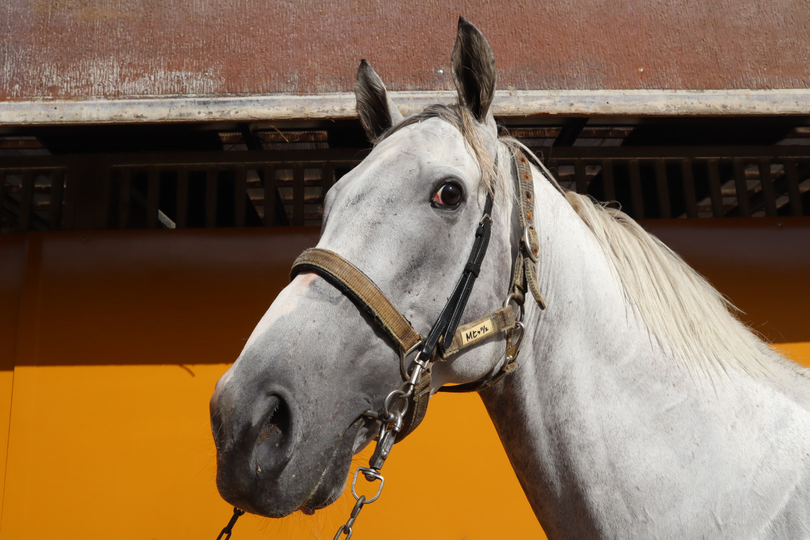 マイネルヒッツェ 牡6歳 ※中央競馬 登録抹消 | サラブレッド