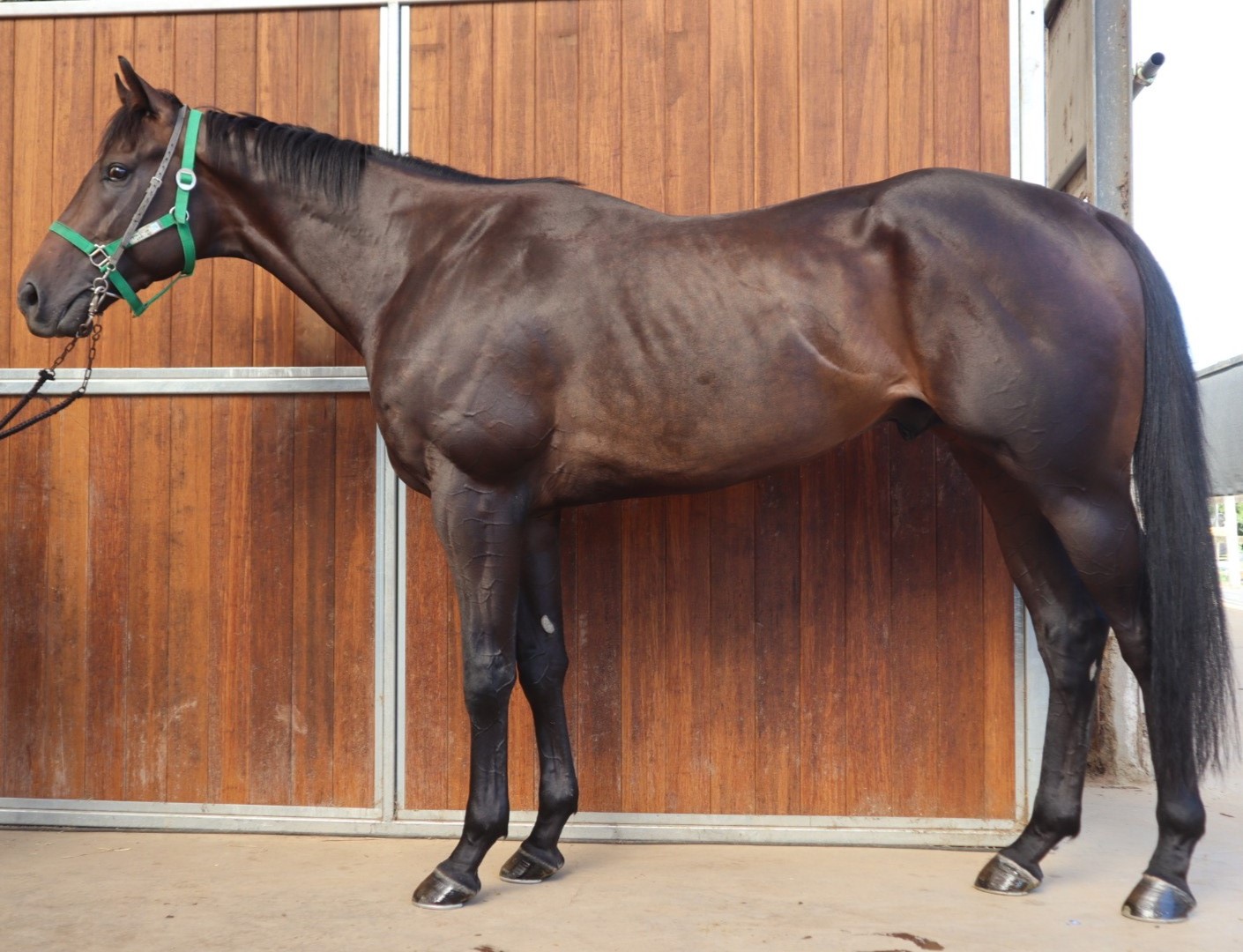 ヴェルディール 牡３歳 ※中央競馬 登録抹消 | サラブレッドオークション