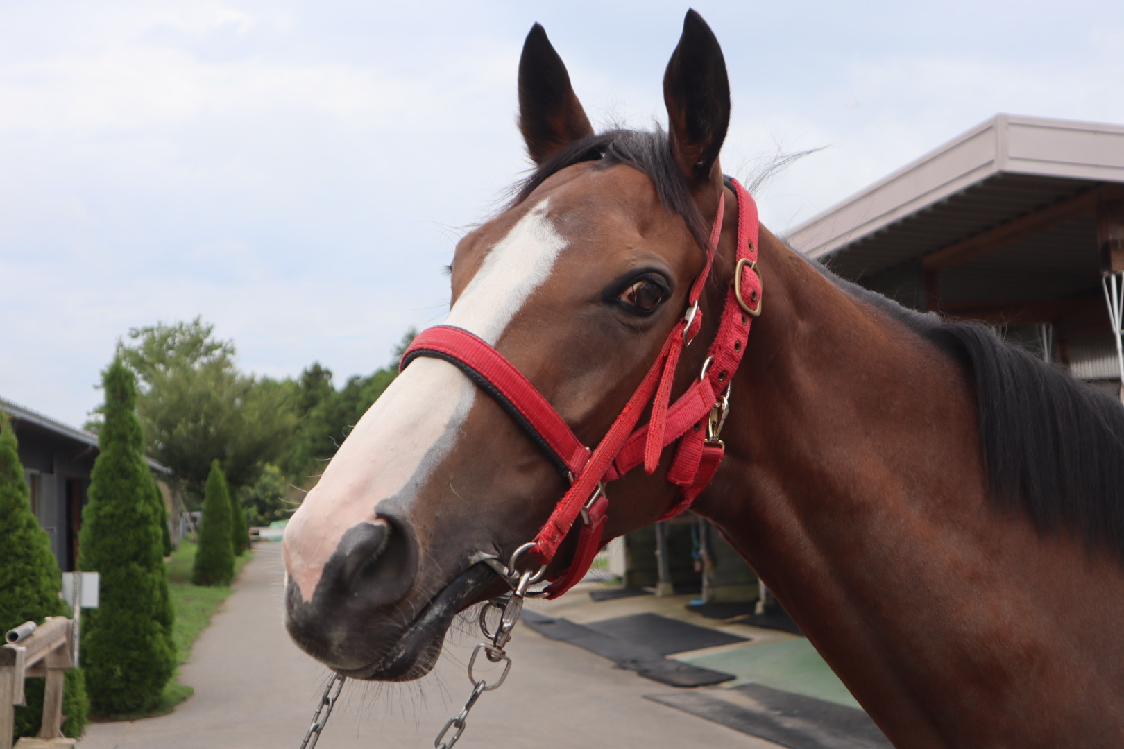 エバーアリエル 牝3歳 ※中央競馬 登録抹消 | サラブレッド エバーアリエル 牝3歳 ※中央競馬 登録抹消 | サラブレッド