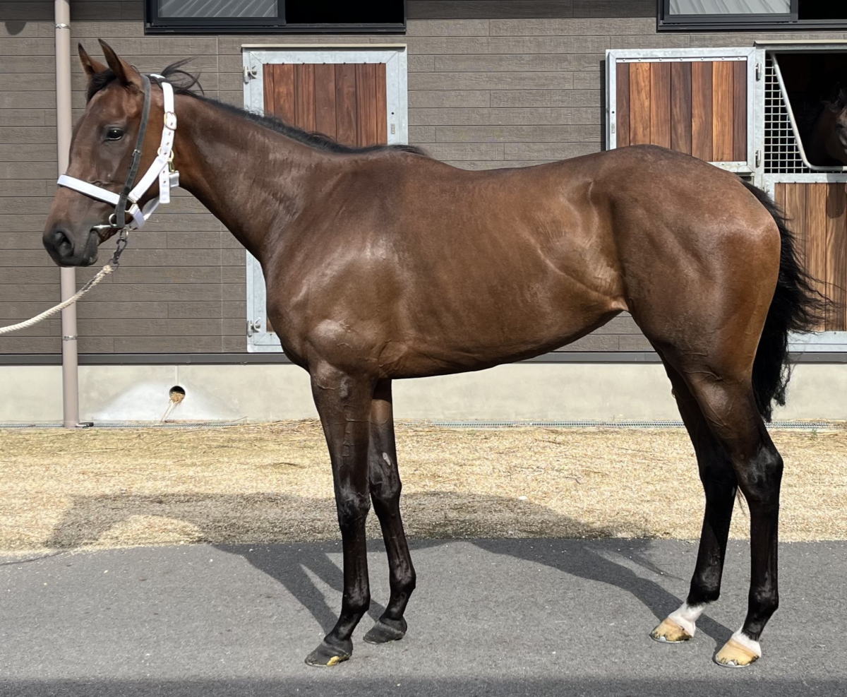 セプテンバーソング 牝３歳 ※中央競馬 登録抹消 | サラブレッドオークション