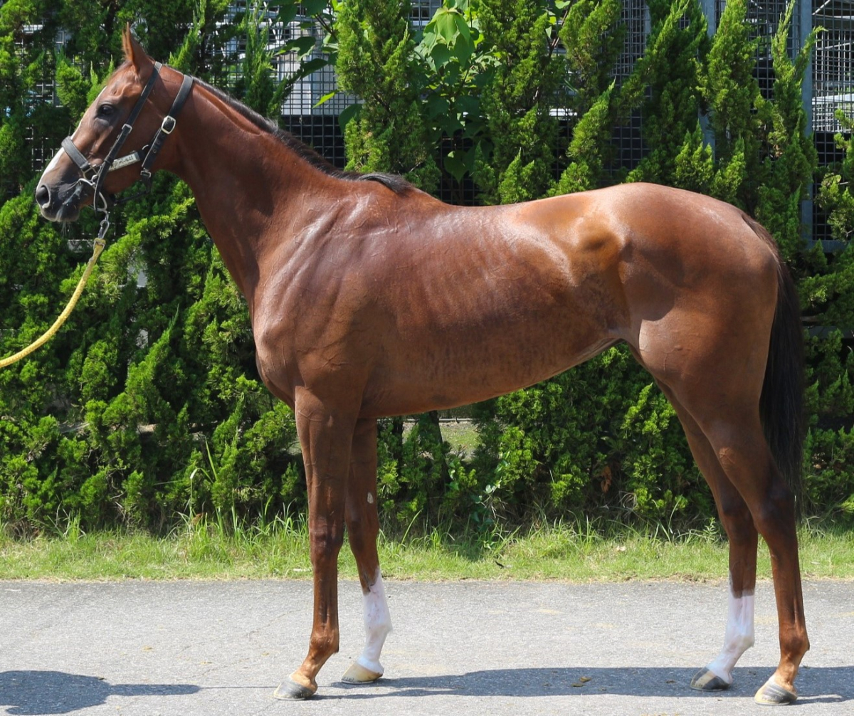 オクシタニア 牝３歳 ※中央競馬 登録抹消 | サラブレッドオークション