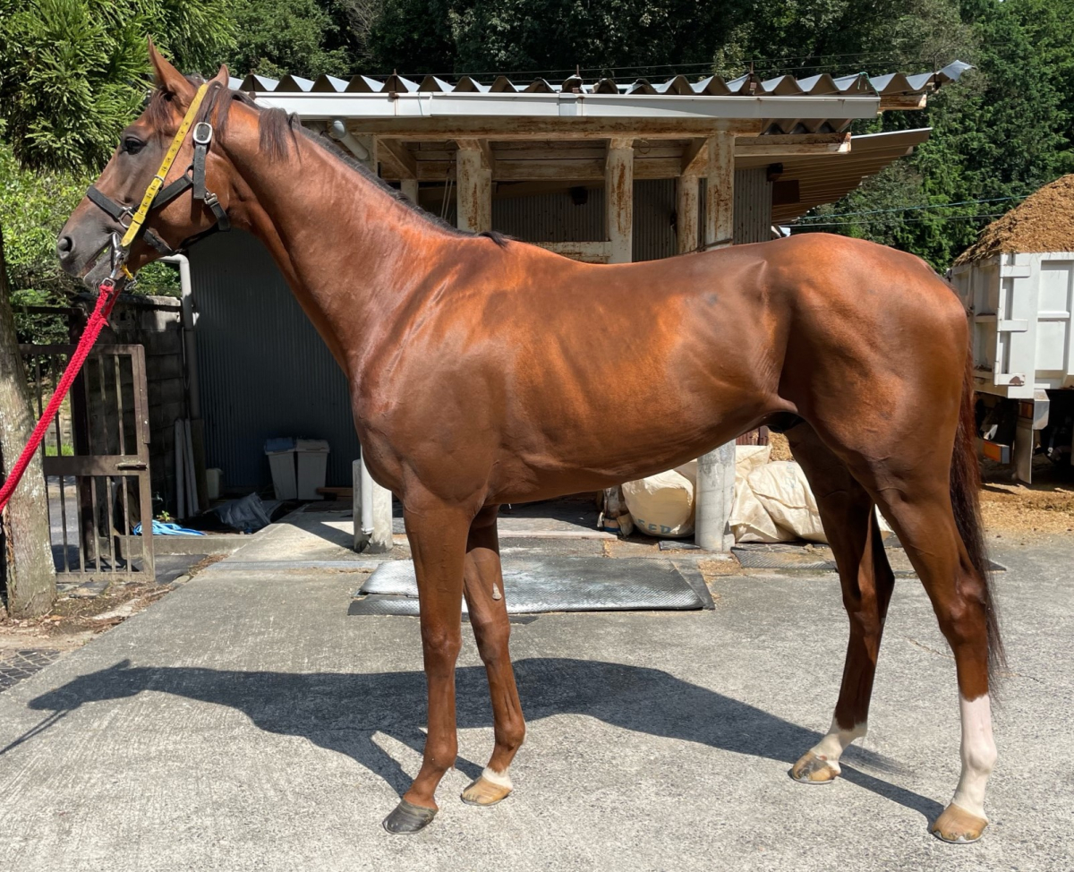 メイショウカンムリ 牡3歳 ※中央競馬 登録抹消 | サラブレッド