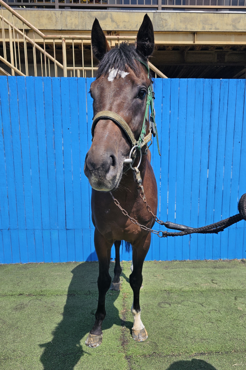 デザインコード 牡3歳 ※地方競馬 在籍 | サラブレッドオークション