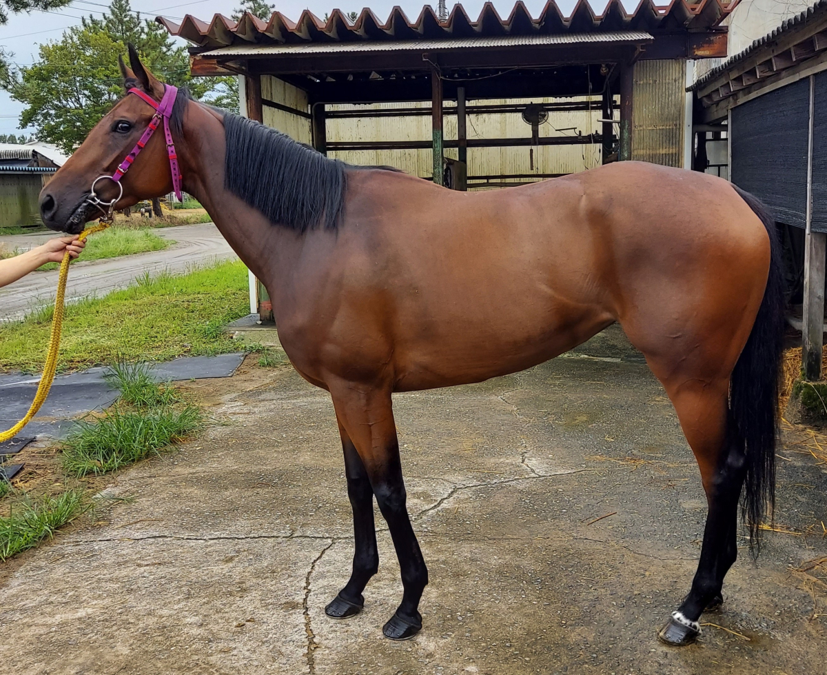 アップライト 牝3歳 ※繁殖牝馬 | サラブレッドオークション