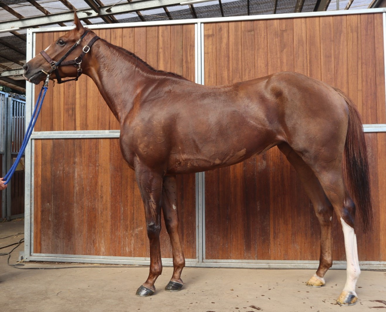 シャインフェアリー 牝4歳 ※中央競馬 登録抹消 | サラブレッド