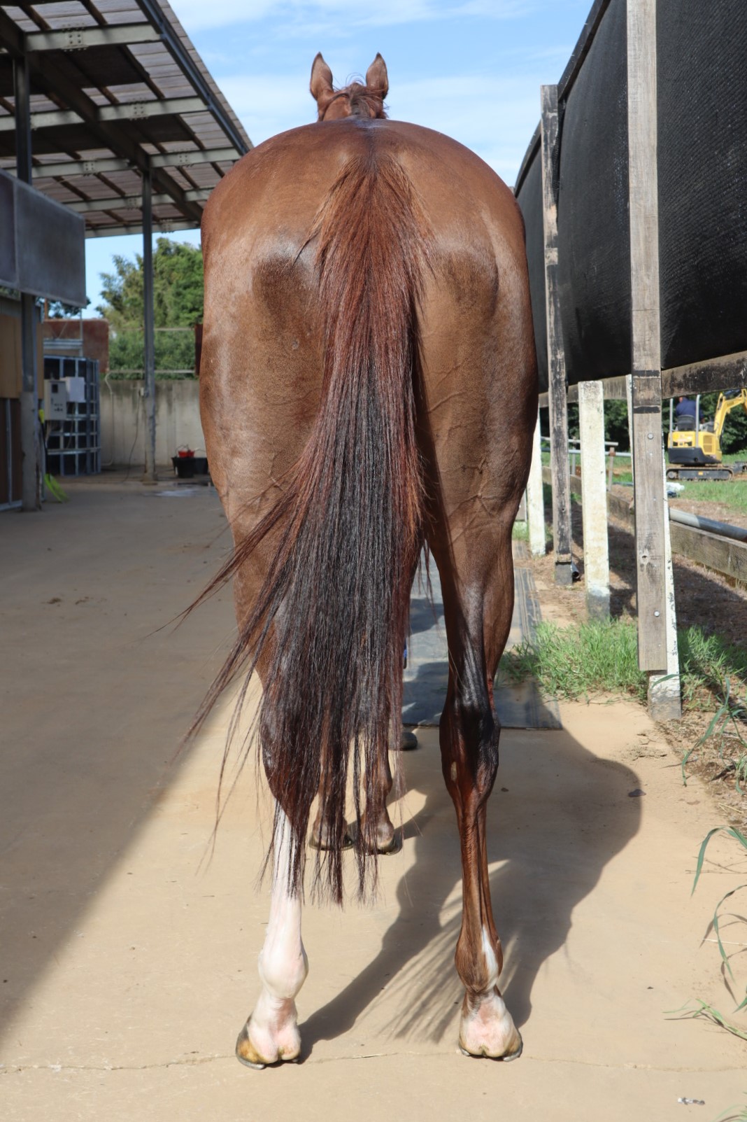 フェアリータイムライン　×4 未開封 シャインフェアリー 牝4歳 ※中央競馬 登録抹消 | サラブレッド