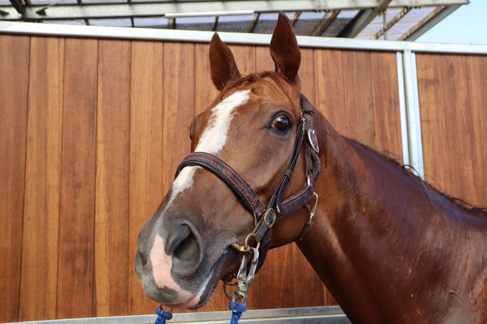 宅配便配送 牝4歳 シャインフェアリー ※中央競馬 サラブレッド | 登録抹消 デュエルマスターズ