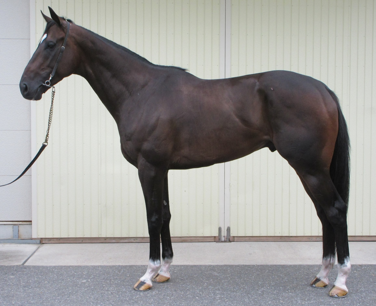リベルテ 牡3歳 ※中央競馬 登録抹消 | サラブレッドオークション