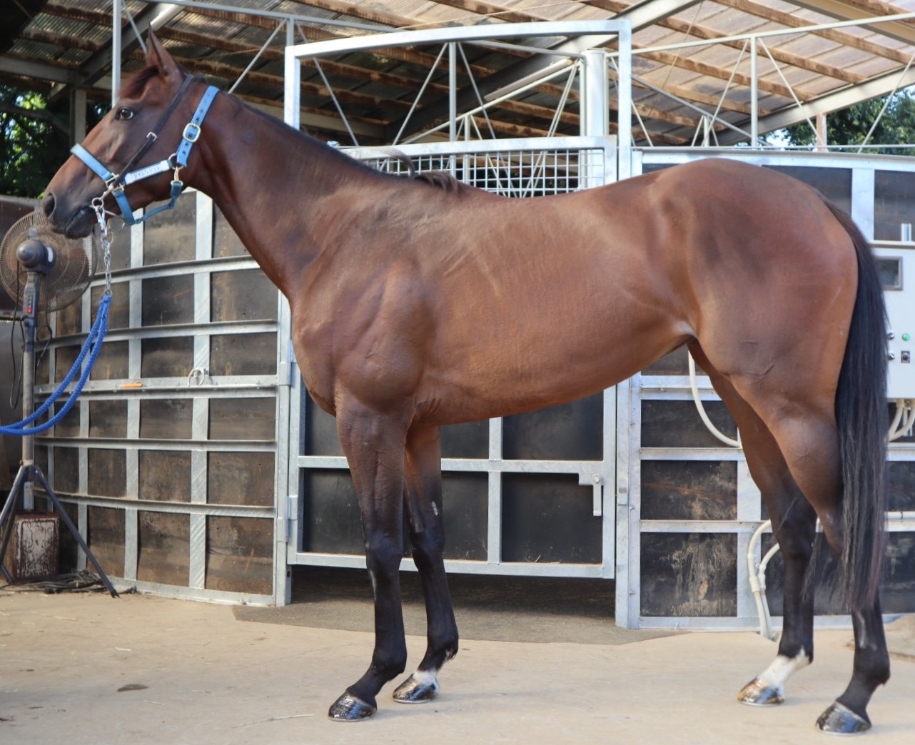 ダイユウグラフ 牝3歳 ※中央競馬 登録抹消 | サラブレッド