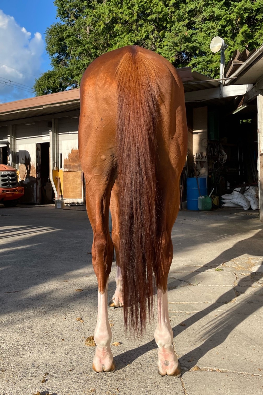 ランドシュール 牡3歳 ※中央競馬 登録抹消 | サラブレッド