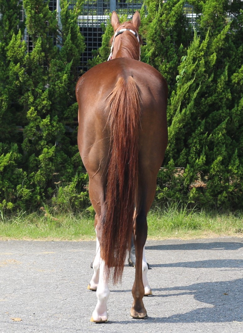 【中古】 競馬に勝つためのお作法８６/朝日ソノラマ/競馬サークル・ウーマン エノラブエナ セン4歳 ※中央競馬 登録抹消 | サラブレッド