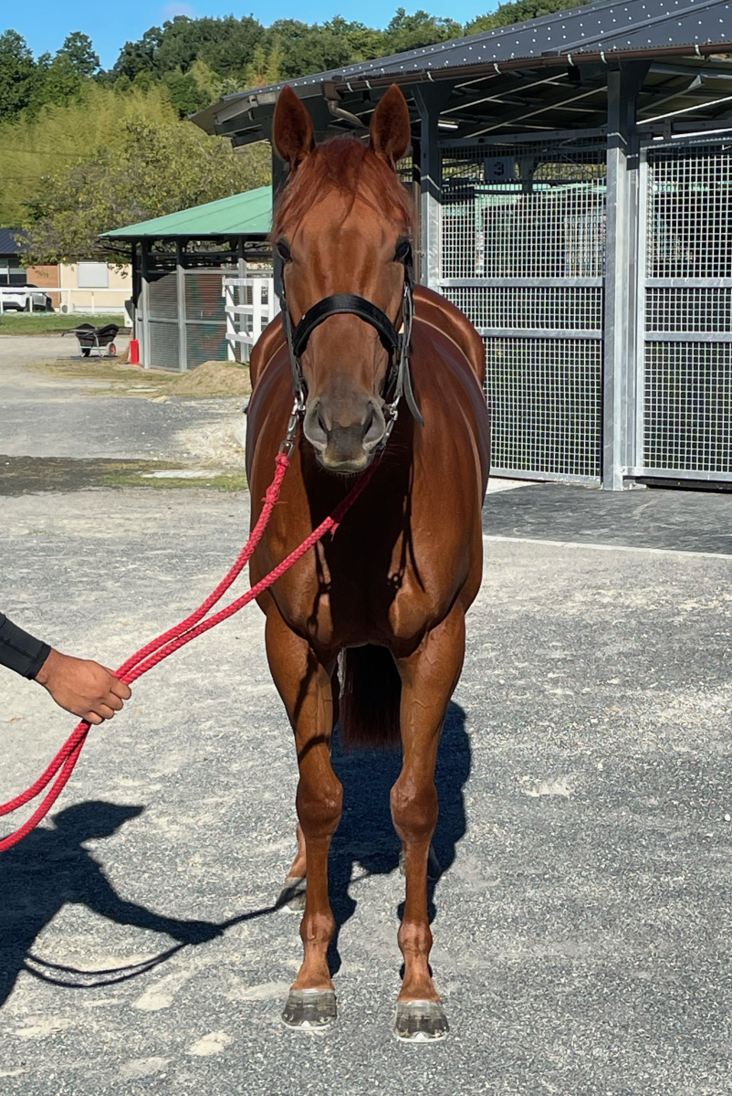 ソルトロック 牝3歳 ※中央競馬 登録抹消 | サラブレッド ソルトロック 牝3歳 ※中央競馬 登録抹消 | サラブレッド