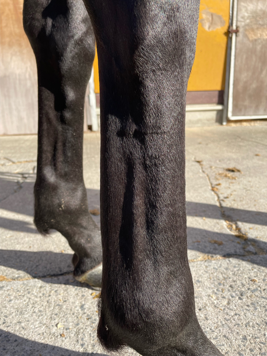 ガラシュ 牡3歳 ※中央競馬 登録抹消 | サラブレッドオークション