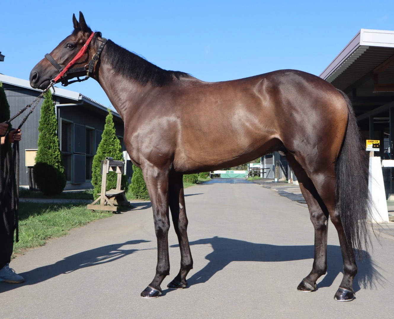 JRA 有馬記念 G1 非売品 おうまさんイヤーマフ 鹿毛｜Yahoo