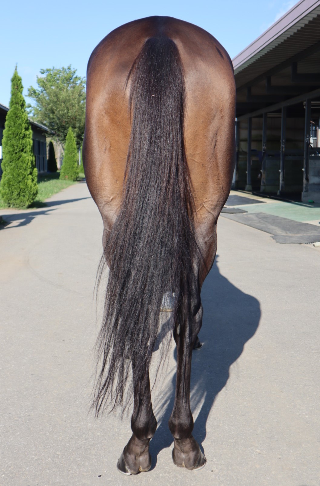 オウケンデューク セン4歳 ※中央競馬 登録抹消 | サラブレッド