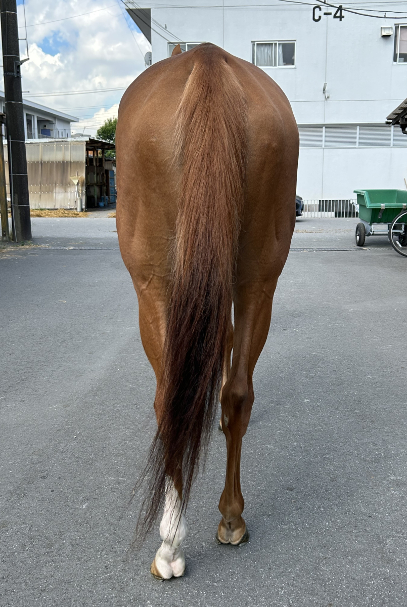 アップライト 牝3歳 ※繁殖牝馬 | サラブレッドオークション