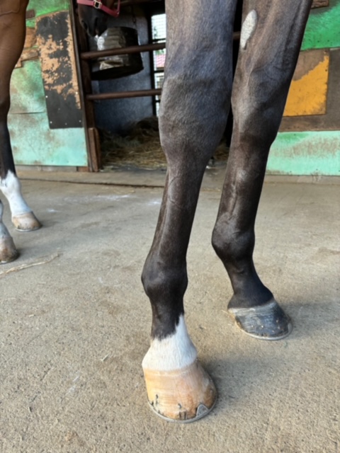 アメリカンライト 牝4歳 ※地方競馬 在籍 | サラブレッド アメリカンライト 牝4歳 ※地方競馬 在籍 | サラブレッド