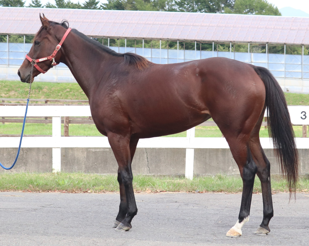 ショッキングブルー 牝4歳 ※中央競馬 登録抹消 | サラブレッド