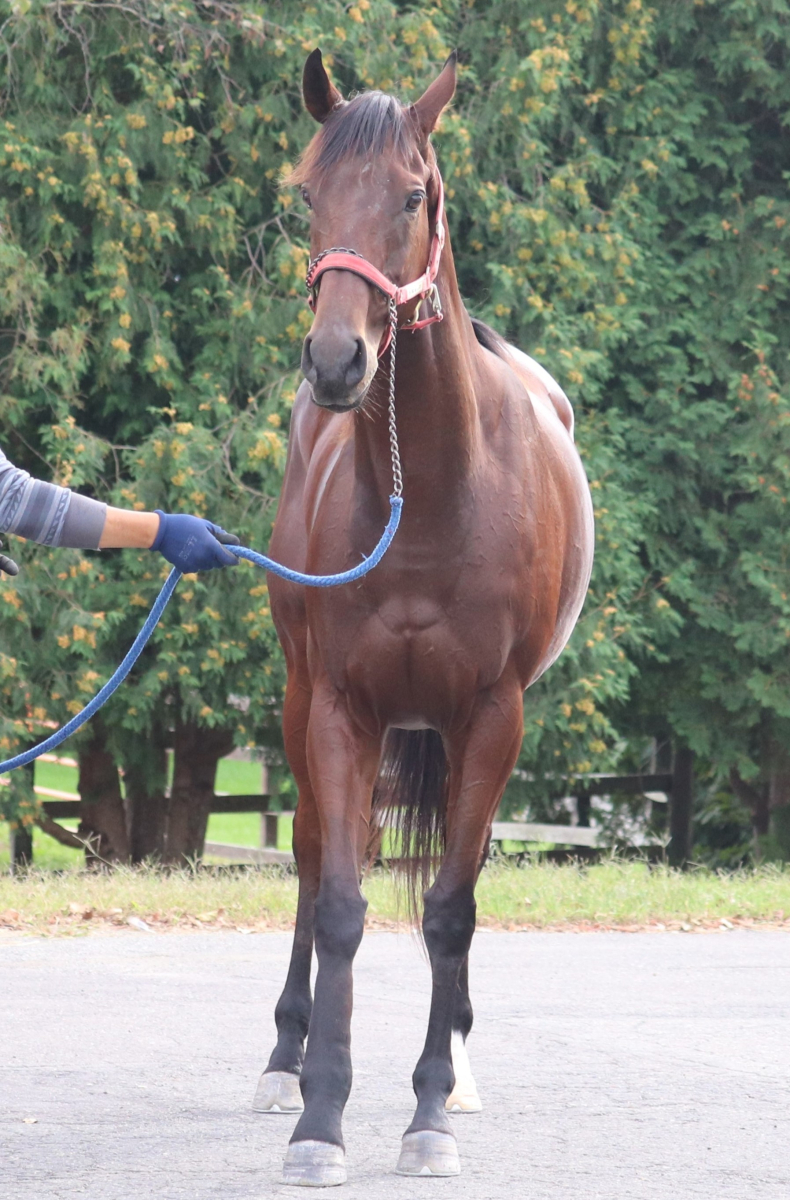 ショッキングブルー 牝4歳 ※中央競馬 登録抹消 | サラブレッド