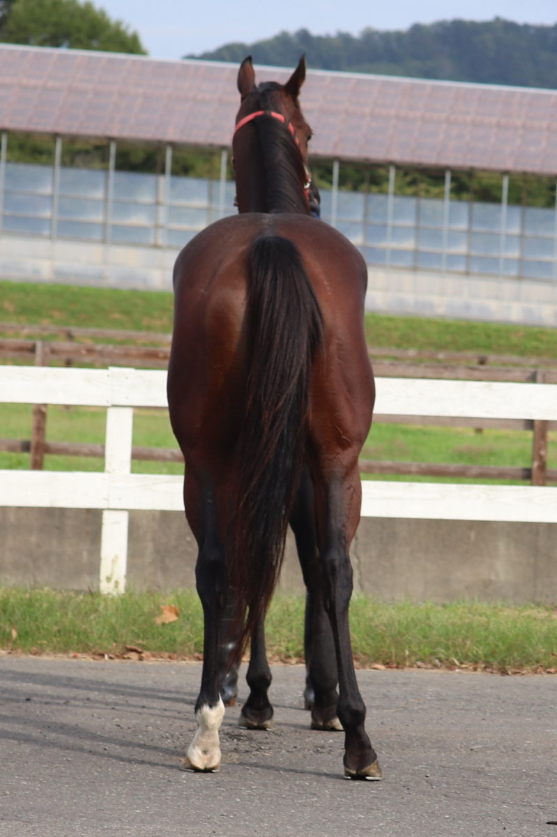 ショッキングブルー 牝4歳 ※中央競馬 登録抹消 | サラブレッド