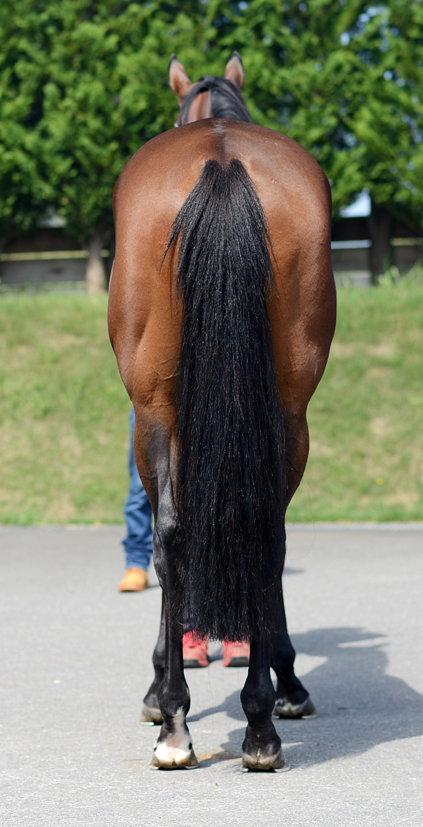 エクセレントラン セン7歳 ※中央競馬 登録抹消 | サラブレッド エクセレントラン セン7歳 ※中央競馬 登録抹消 | サラブレッド